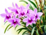 石斛花不适合什么人吃