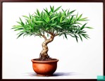 菲白竹盆景的养殖方法