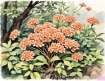 2025年七叶一枝花止痒吗