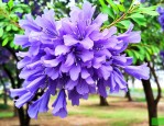 25公分蓝花楹多少钱