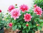 什么植物花期长又好养