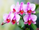 蝴蝶兰花代表什么意思