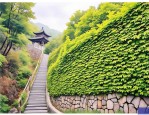 2025年爬山虎是什么东西