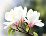 白玉兰花适合室内养吗