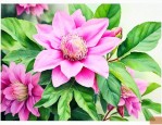 七叶一枝花的注意事项