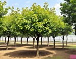 2025年8公分广玉兰价格