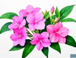 凤仙花可以用来干什么
