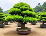 2025年罗汉松哪里最便宜