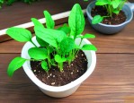 菠菜种子催芽方法步骤