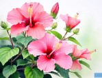 芙蓉花是草本还是木本