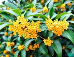 桂花10公分价格查询