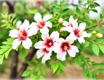 文冠花种子什么时候种