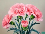 康乃馨花好养吗怎么养