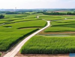 2025年山东绿化草花基地
