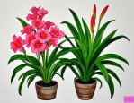 2025年萱草花多少钱一株