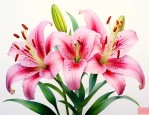 百合花寓意象征是什么