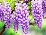 紫藤萝花的特点是什么