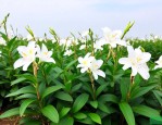 栈桥白花蛇舌草水价格