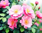 野蔷薇花语及代表意义