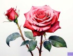 玫瑰花都代表什么意思
