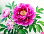 国色天香的花是什么花