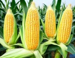 恒丰728玉米品种介绍