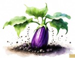 茄子籽怎么种才能发芽