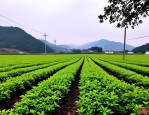 2025年冬青苗木种植基地