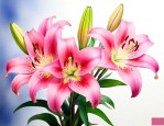 买百合花是什么意思啊