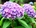 绣球花种子能种出来吗
