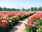 北京通州花卉批发市场