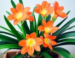 君子兰用花多多几号肥