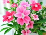 凤仙花染指甲几个小时