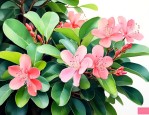 琴叶榕开花是什么样子