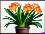 君子兰开花时候能浇水吗