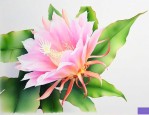 昙花出花苞后怎样养殖