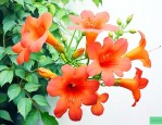 凌霄花可以嫁接的品种