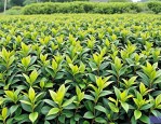 2025年哪里有油茶树苗的