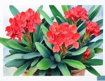 冬季龙骨花的养殖方法