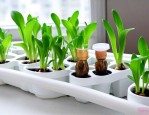 水培植物营养液多少钱