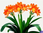 怎么才能让君子兰开花