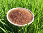 高羊茅草籽多少钱一斤