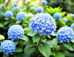 洋绣球花适合卧室养吗