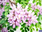国槐花有什么药用价值