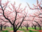 满树梨花压海棠啥意思