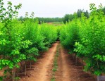 山东绿化苗木求购信息