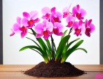 兰花可以用赤玉土养吗