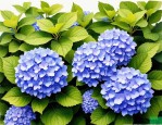 2025年蓝色绣球花哪里的