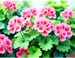 天竺葵夏季的养殖方法