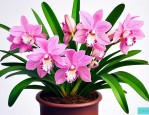 虎皮兰花怎么养殖方法